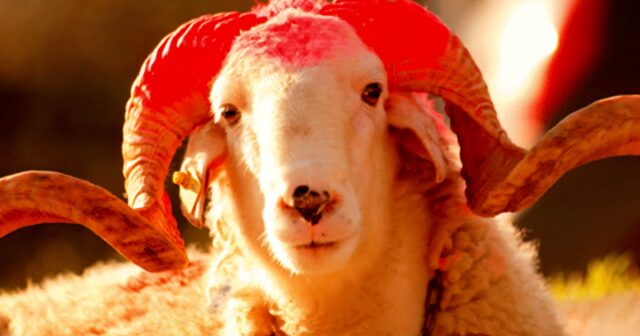 media-qurban4_1200
