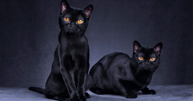 media-black-cats