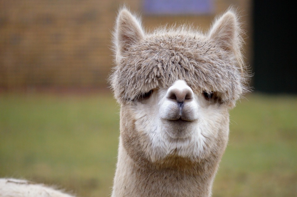 media-lama-7856940_960_720