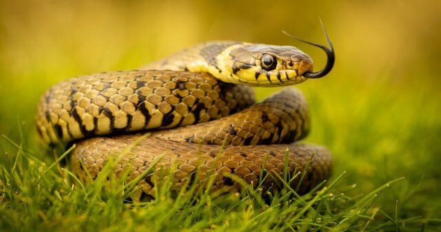 media-shutterstock_2311286833