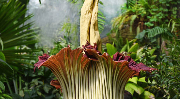 media-titan-arum