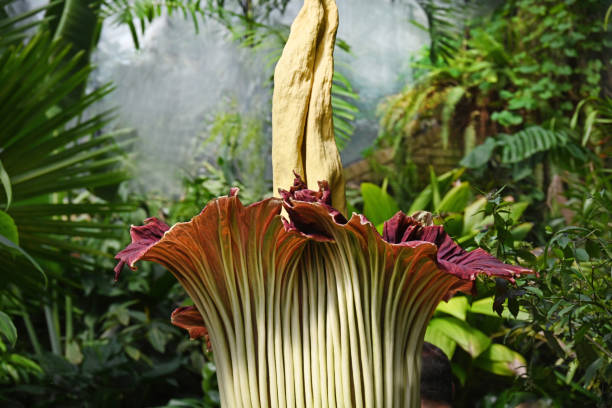 media-titan-arum