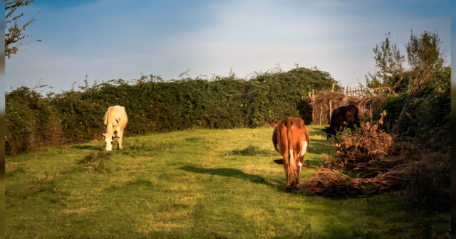 media-inshot_20250818_110759887