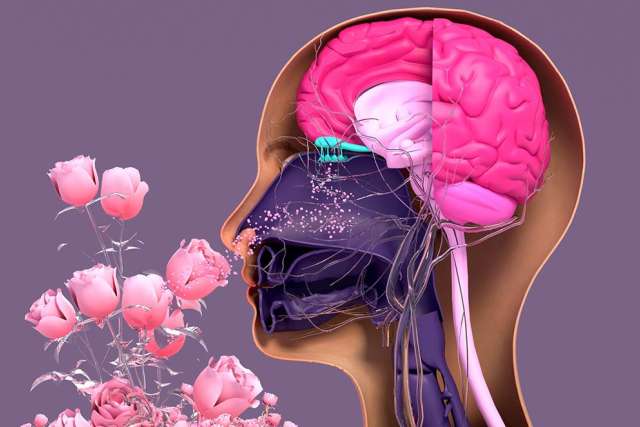 media-sense-smell-image-istock-1302713332