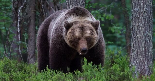 media-1200px-brown_bear_-ursus_arctos-_viiksimo-_kainuu_region-_finland_-29058988558