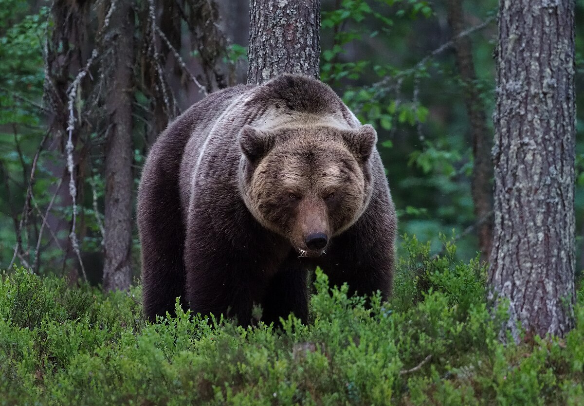 media-1200px-brown_bear_-ursus_arctos-_viiksimo-_kainuu_region-_finland_-29058988558