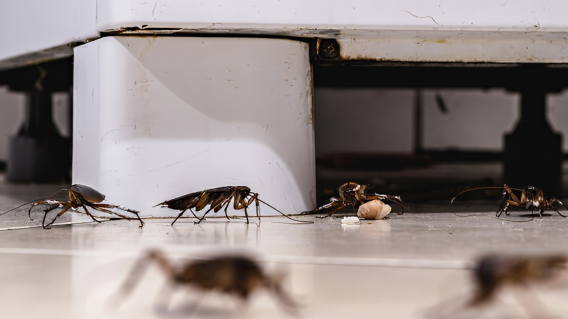 media-inshot_20251013_133424580