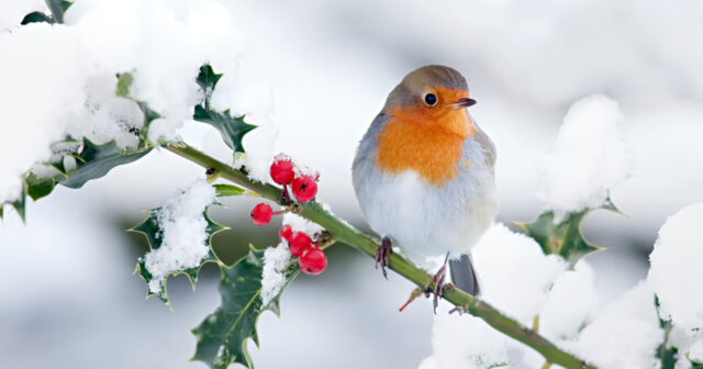 media-inshot_20251202_164118664