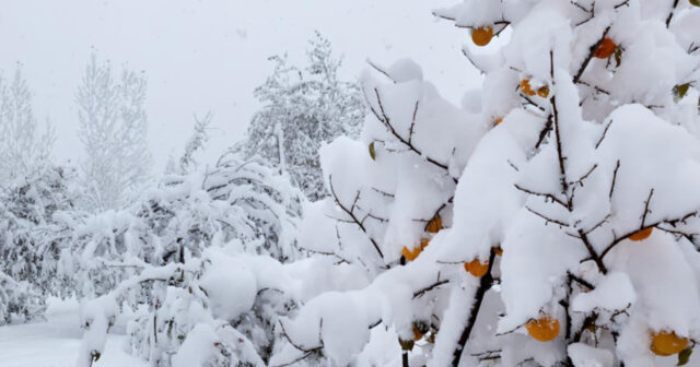 media-inshot_20251210_095619766