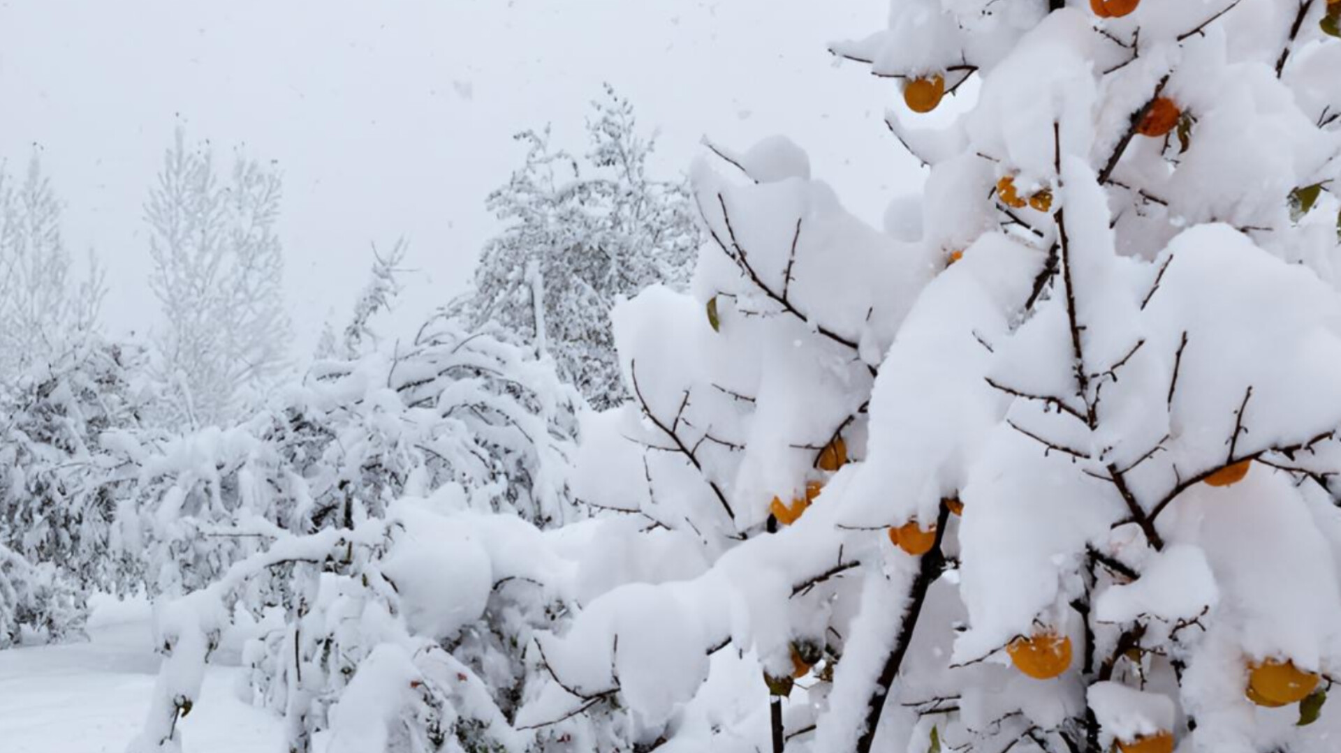 media-inshot_20251210_095619766