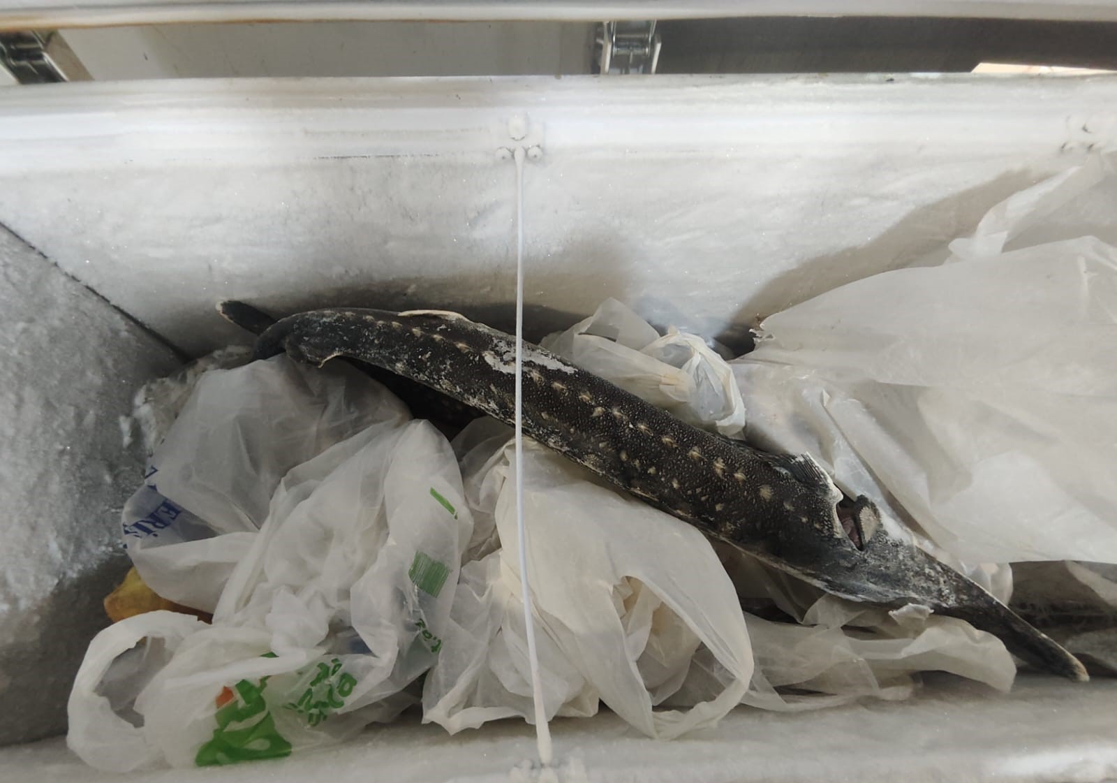 media-616757853_1198494282455208_4114424600674327737_n