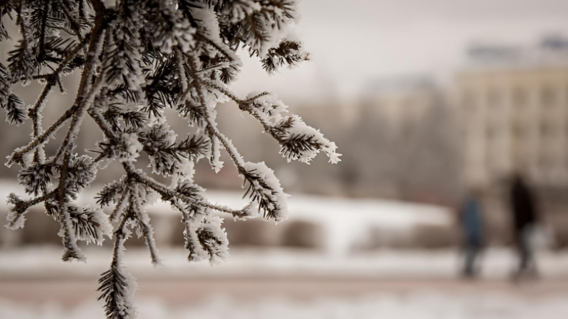 media-inshot_20260129_141641343