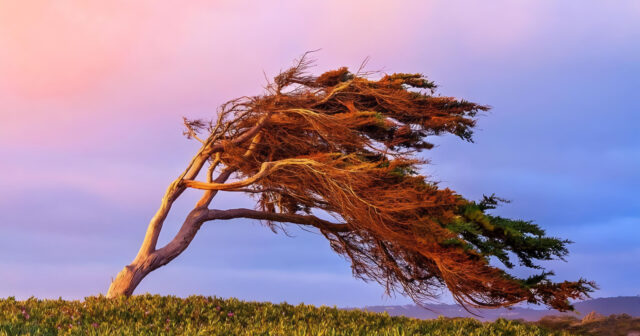 media-inshot_20260213_144811398