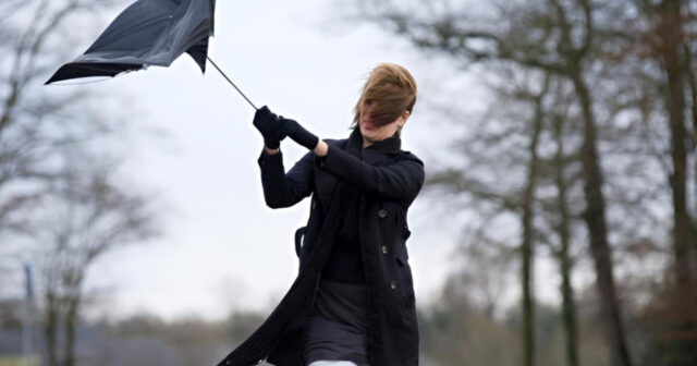 media-inshot_20260221_162203308