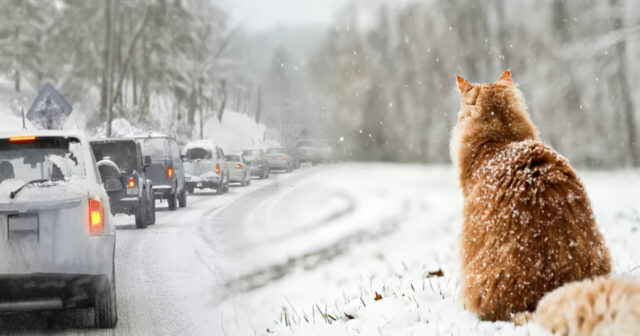 media-inshot_20260304_131309132