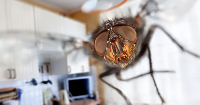 media-inshot_20260522_112229478