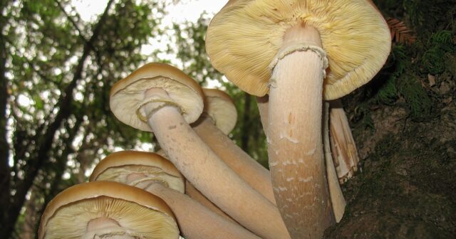 media-armillaria_ostoyae_mo