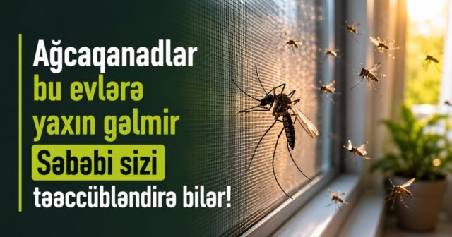 media-whatsapp-image-2026-07-02-at-22-51-47